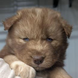 Kat - Red and white female Siberian Husky puppy in Coshocton, Ohio from Wyant Farms