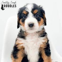 LIAM - Tri-color male Bernedoodle puppy in Tipton, Indiana from Country Creek Doodles