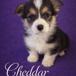U-3.   Cheddar - Black and tan male Pembroke Welsh Corgi puppy in Sanford, Michigan from Tambali Pembroke Welsh Corgis
