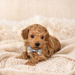 Butters - Apricot male Maltipoo puppy in St. George, Utah from Winchester Hills Poodles and Doodles