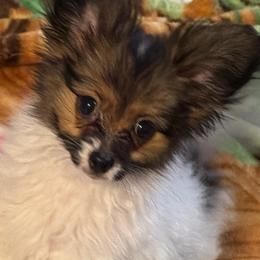 Teddy - Red white and sable male Papillon puppy in Northern, California from Playful Papillon's