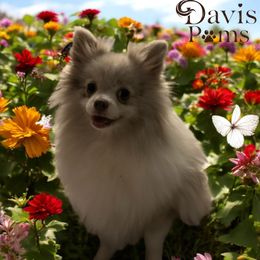 Remi - Pomeranian