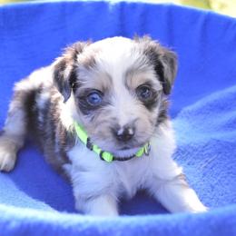 Willie - Blue merle male Toy Australian Shepherd puppy in Forney, Texas from Texas Talent Toy Aussie's and Labs