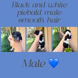 Oreo - Piebald male Dachshund puppy in Pierson, Florida from Paige’s Mini Dachshunds