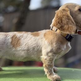 Basset Hounds and Dachshunds from Long Dog Ranch