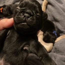 NILES  Green boy 2 - Black male Pug puppy in Onalaska, Washington from Cupid’s Pugs