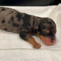 Puppy 2 - Blue merle male Bernedoodle puppy in Rock Hill, South Carolina from LolliPop Farms