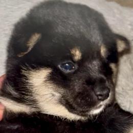 Dakota - Black and tan female Shiba Inu puppy in Clewiston, Florida from Animal Farm Shiba Inus & Mameshibas