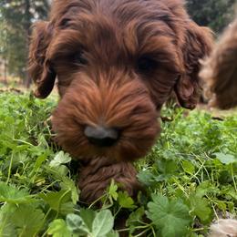 Goldendoodle Puppies from Lundee Doodles