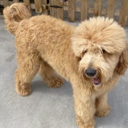 Bruno - Goldendoodle