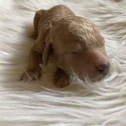 Labradoodle Puppies from Ruby Doo’s Doodles