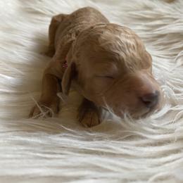 Labradoodle Puppies from Ruby Doo’s Doodles