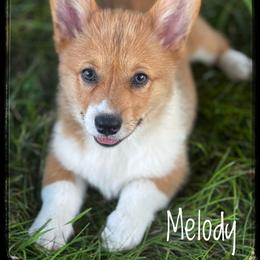 Melody - Sable female Pembroke Welsh Corgi puppy in Nortonville, Kansas from Low Riders Corgis & Mini Aussies