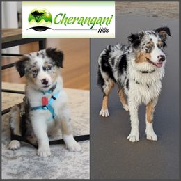 Australian Shepherd Puppies from Cherangani Hills Australian Shepherds