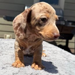 Leotie - Dachshund