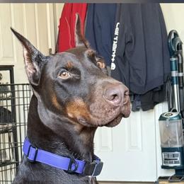 Aries - Doberman Pinscher
