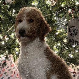 Delilah - Goldendoodle