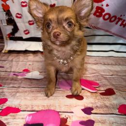 Luke - Chocolate blue male Chihuahua puppy in Palmyra, Indiana from Country Star Chihuahuas
