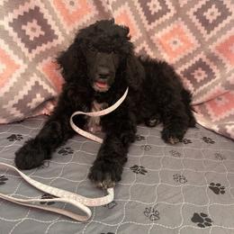 Gray - Black female Poodle puppy in Mauston, Wisconsin from Quiverfull Acres