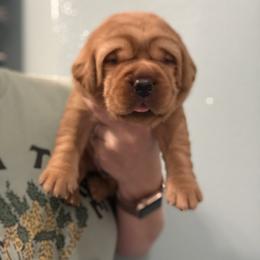 Boomer (Green) - Yellow male Labrador Retriever puppy in Cantonment, Florida from Deep South Labrador Retrievers LLC