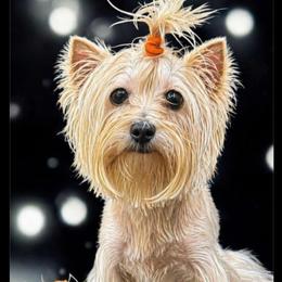 Foxie - Yorkshire Terrier