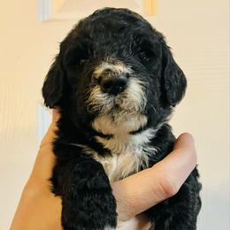 Mardi - Black male Goldendoodle puppy in Macclenny, Florida from Davis's Doodles