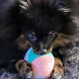 Pomeranian Puppies from Pawsome Poms