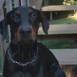 Zeus - Doberman Pinscher