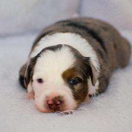Lily - Blue merle female Miniature American Shepherd puppy in Chocowinity, North Carolina from Foxtail Hollow