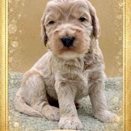 Champagne - Cream male Goldendoodle puppy in Hendersonville, North Carolina from Kim's Cove Dog Co.