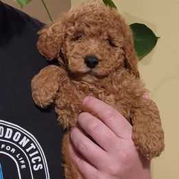 Meeko - Red  male Poodle puppy in San Tan Valley, Arizona from Desert Storm Poodles