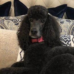 Australian Shepherd, Goldendoodle, and Poodle Puppies from Country Poos and Dos