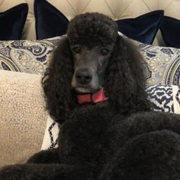 Australian Shepherd, Goldendoodle, and Poodle Puppies from Country Poos and Dos