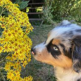 Australian Shepherd Puppies from Farmstead Aussies