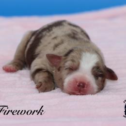 Firework - Red merle female Miniature Australian Shepherd puppy in Weeki Wachee, Florida from Arlington's Mini Aussies