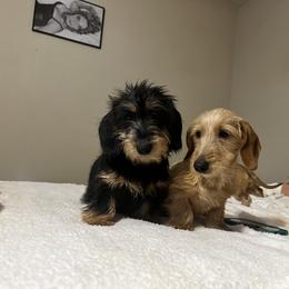 Dachshund All Grown Up from Lanier’s Little Weenies