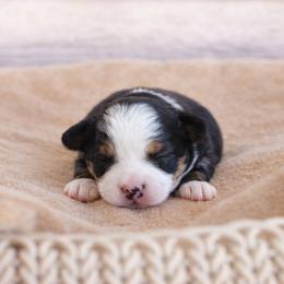 BTM 3 - Black tri male Toy Australian Shepherd puppy in Russellville, Arkansas from Rockin H Aussies