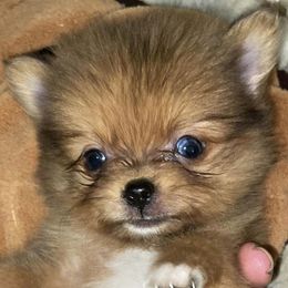 Pomeranians from Chainbreakerkennels