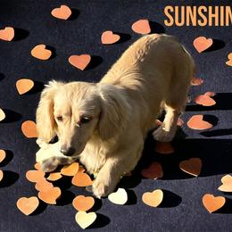 Sunshine - Dachshund