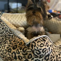 Princess - Yorkshire Terrier