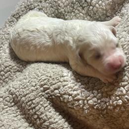 Pink collar - Cream male Goldendoodle puppy in Mc Cook, Nebraska from Powers Doodles
