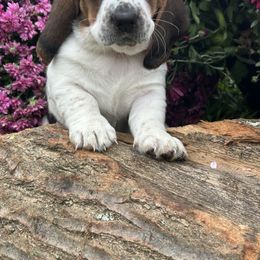 Basset Hound Puppies from Susan's Basset Hounds