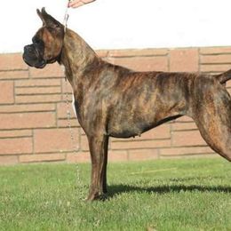Boxer All Grown Up from Good Breeders