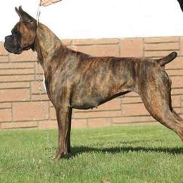 Boxer All Grown Up from Good Breeders