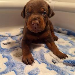 Dark Green Female - Red and rust female Doberman Pinscher puppy in Madison, Indiana from Jensen Dobermans and Dachshunds