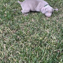 Boy 2 - Weimaraner puppy in Lone Camp, Texas from Bullard’s Weimaraners