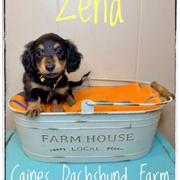 Zena - Black and cream female Dachshund puppy in Cincinnati, Ohio from Caines Dachshund Farm
