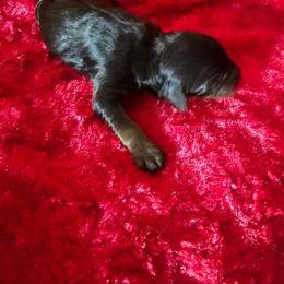 Mocha - Black phantom female Aussiedoodle puppy in Vernal, Utah from Adorable Aussiedoodles