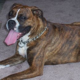 Boxers from Sellers Boxers