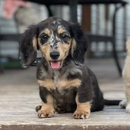 Dachshunds from Flores956Dachshunds